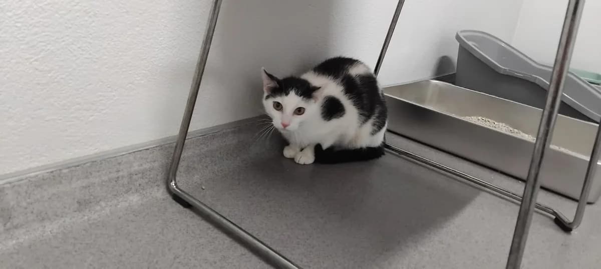 Kater Igor, male young European Shorthair for adoption at Tierheim Ransbach-Baumbach