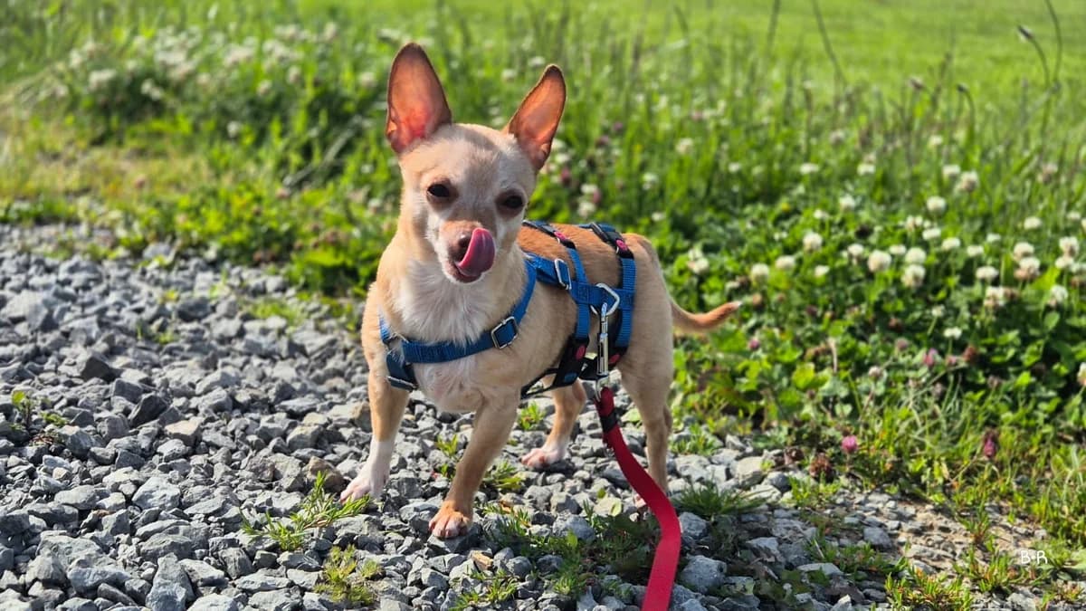 Labelle, female senior Mixed Breed for adoption at Tierheim Ransbach-Baumbach
