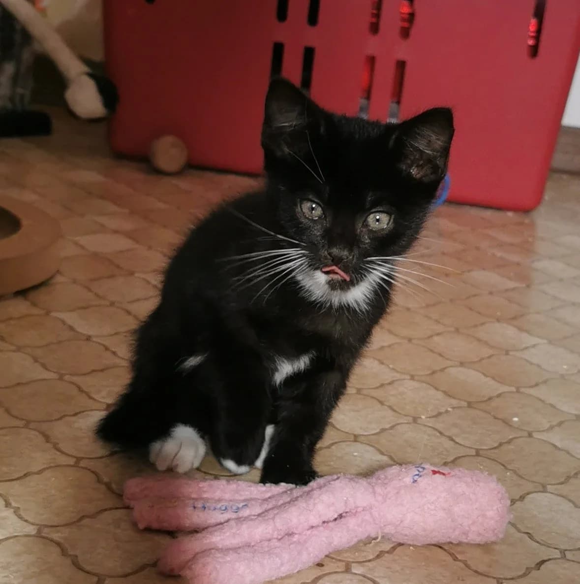 Leo, male puppy European Shorthair for adoption at Tierheim Ransbach-Baumbach