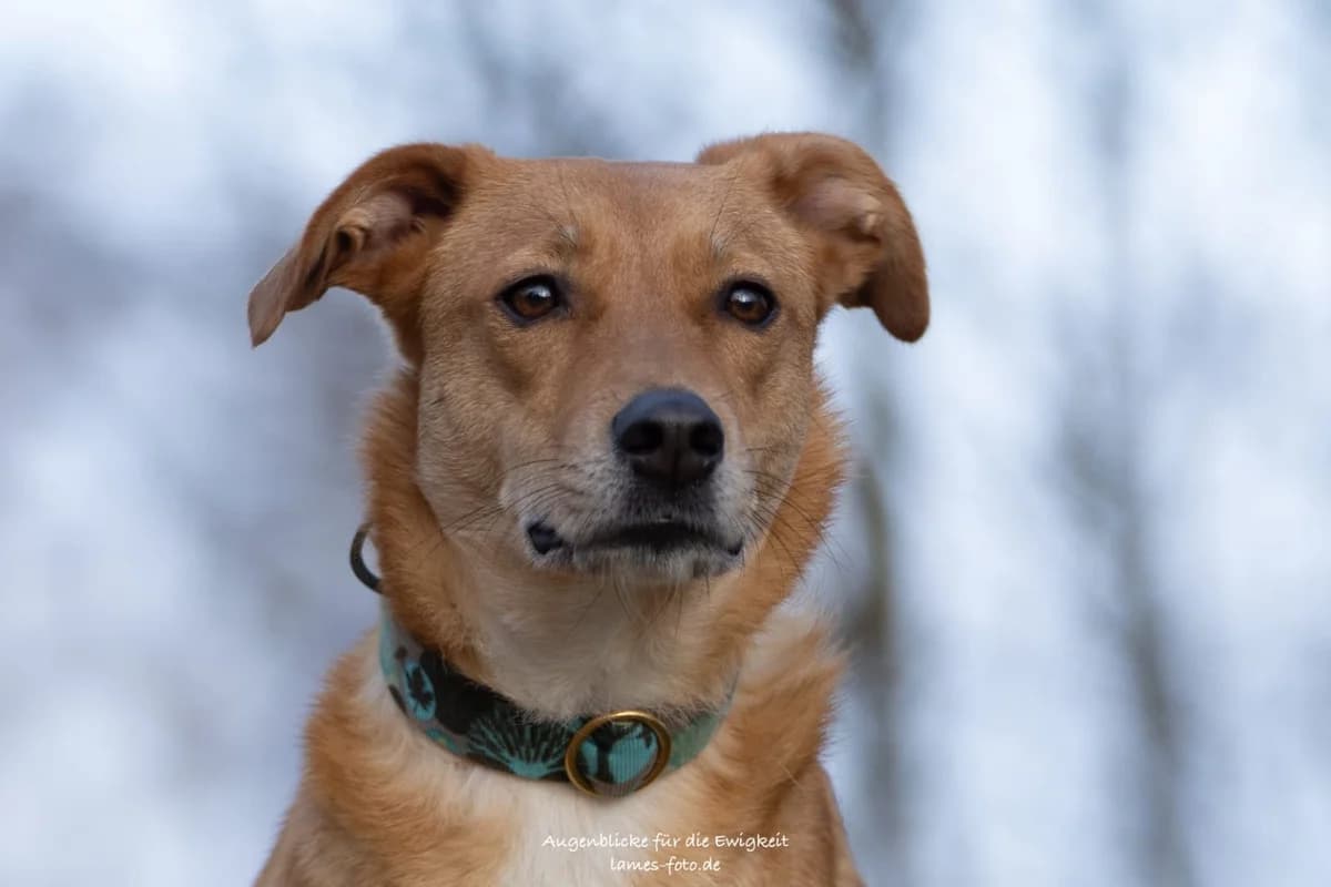 Lizzy, female 3yo Mixed Breed for adoption at Tierheim Ransbach-Baumbach