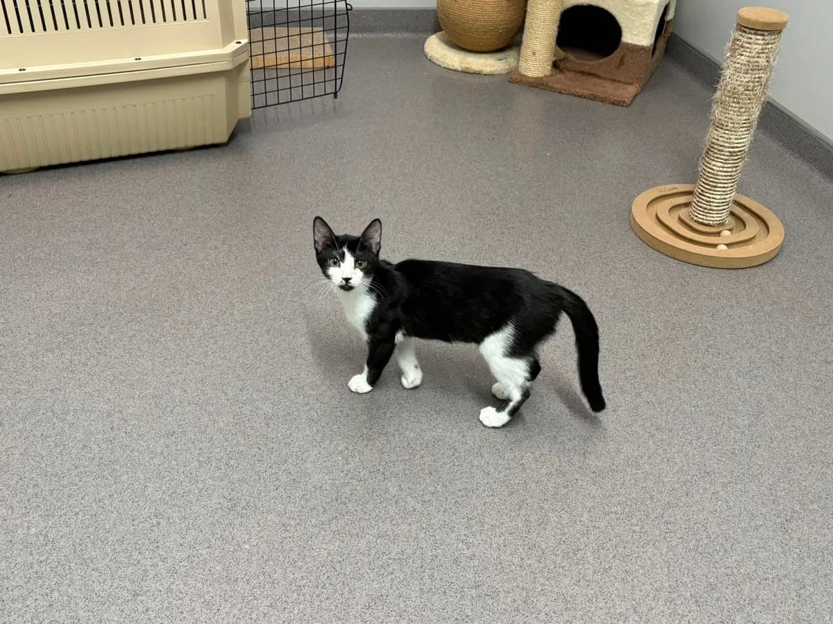 Lori *zum Probewohnen*, female European Shorthair for adoption at Tierheim Ransbach-Baumbach
