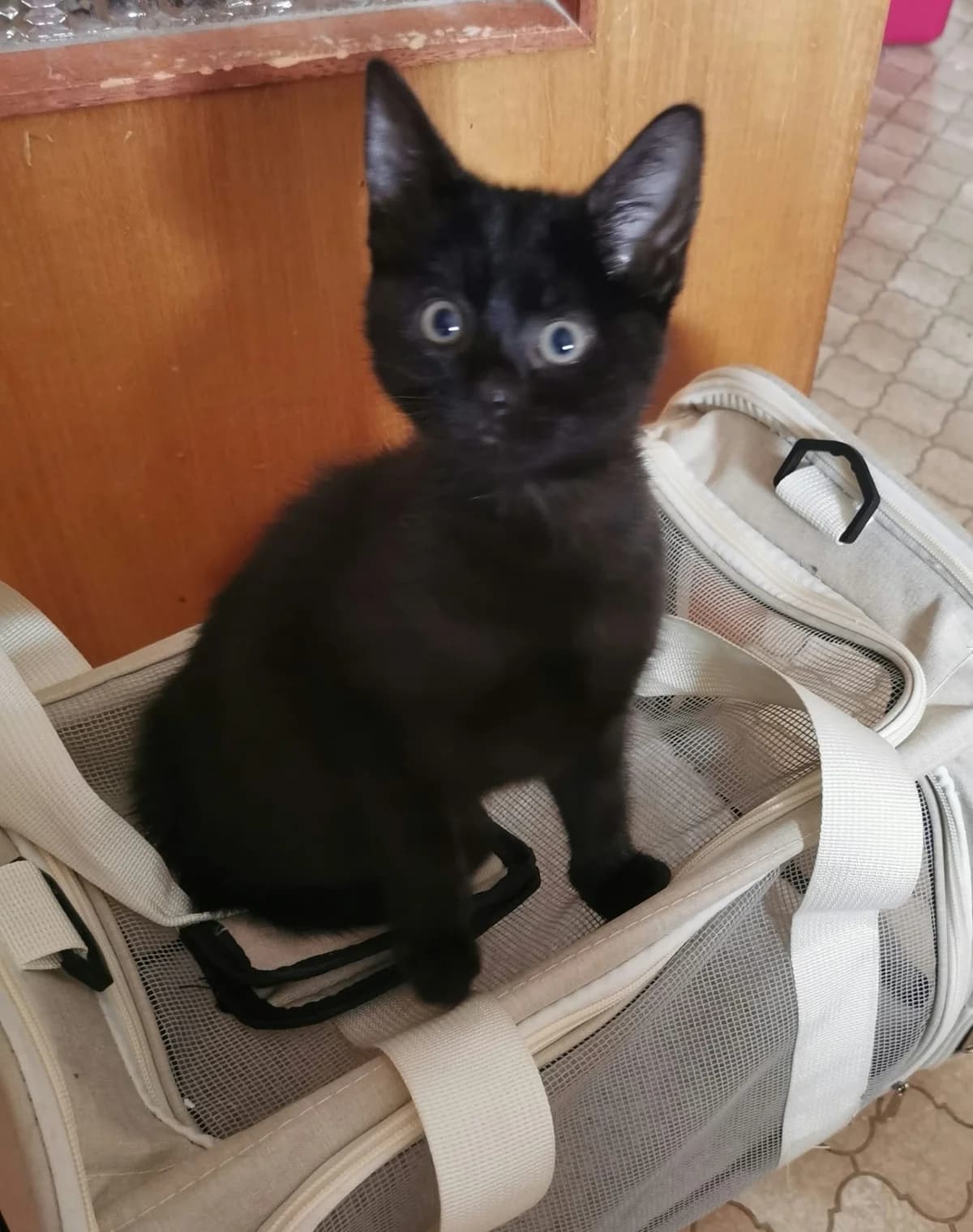Luna, female puppy European Shorthair for adoption at Tierheim Ransbach-Baumbach