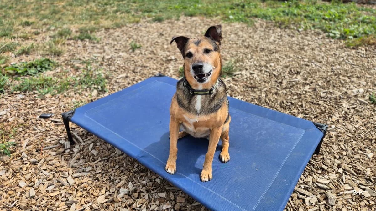 Mara, senior Mixed Breed for adoption at Tierheim Ransbach-Baumbach