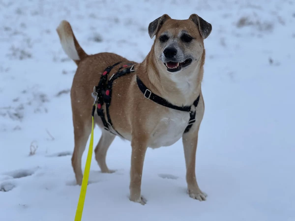 Milli, female 7yo Mixed Breed for adoption at Tierheim Ransbach-Baumbach