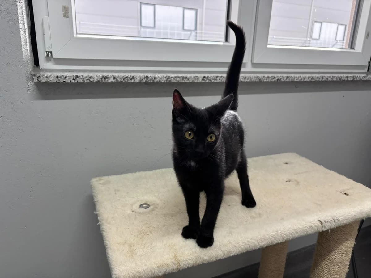 Pio, male puppy European Shorthair for adoption at Tierheim Ransbach-Baumbach