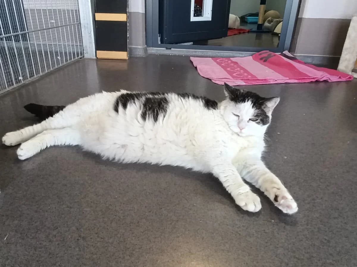 Silvy, male senior European Shorthair for adoption at Tierheim Ransbach-Baumbach