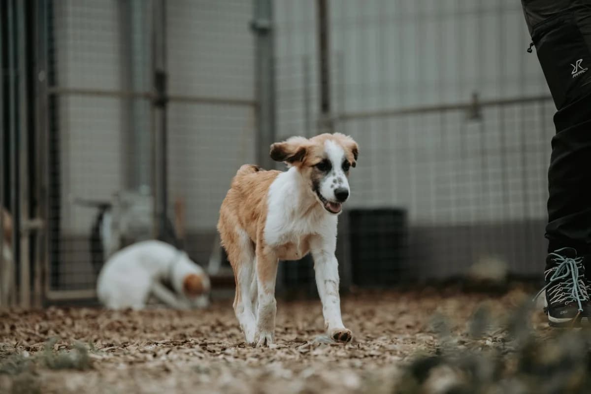 Tania, female puppy mixed breed for adoption at Tierheim Ransbach-Baumbach