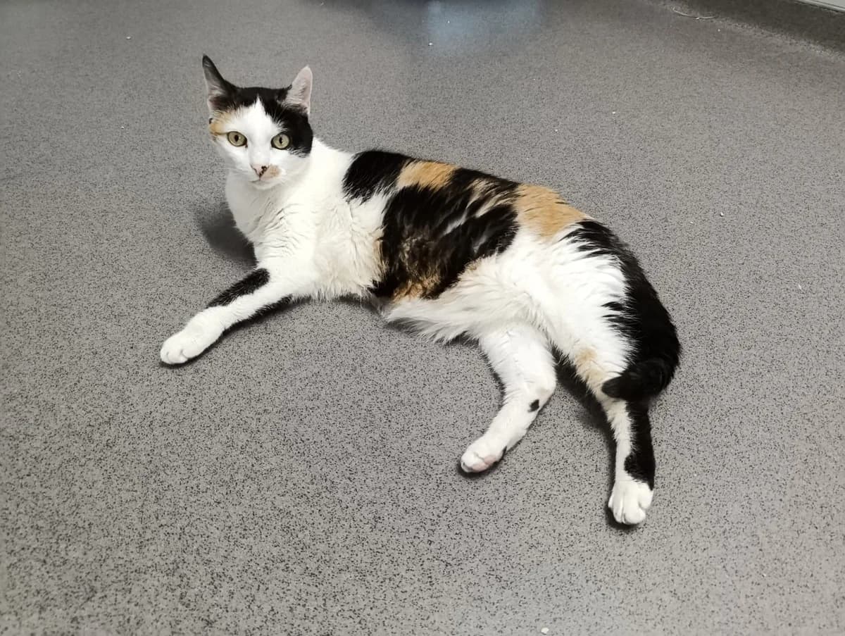 Tipsy, female senior European Shorthair for adoption at Tierheim Ransbach-Baumbach