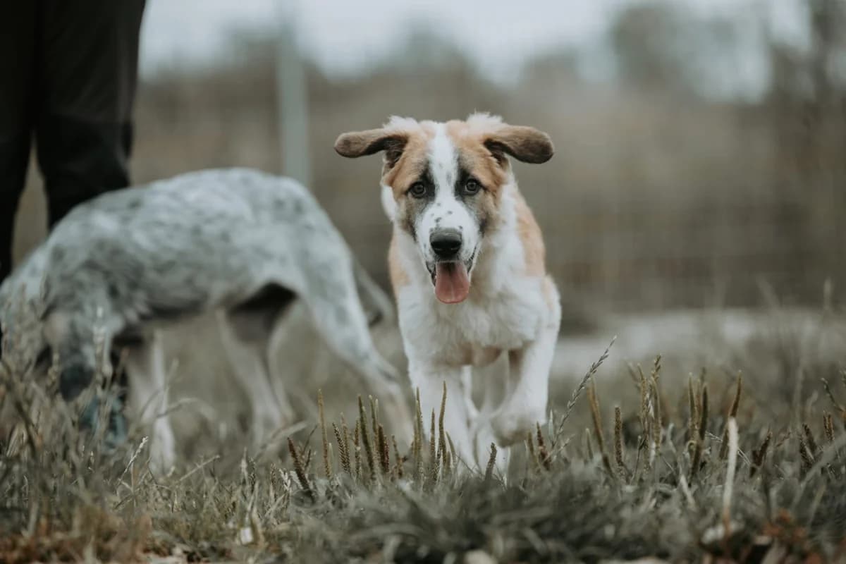 Tropea *hat Interessenten*, female puppy mixed breed for adoption at Tierheim Ransbach-Baumbach
