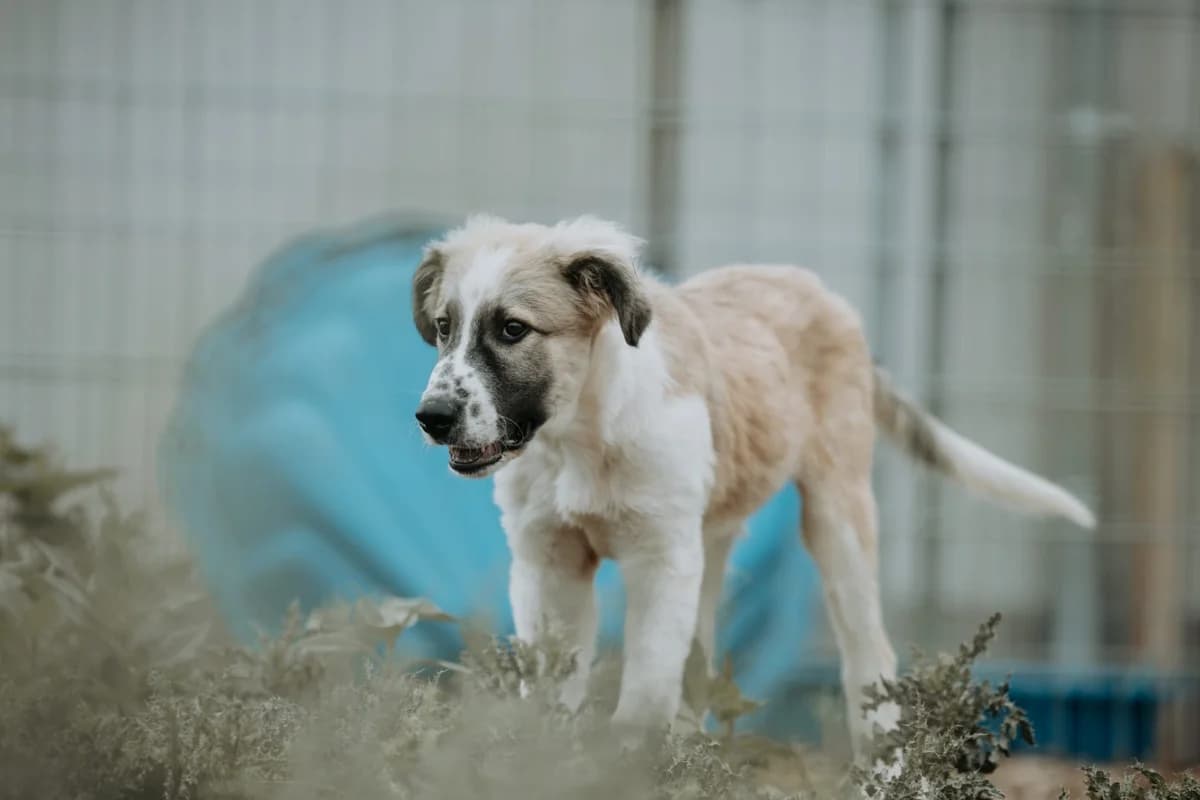 Tuxon, male puppy mixed breed for adoption at Tierheim Ransbach-Baumbach