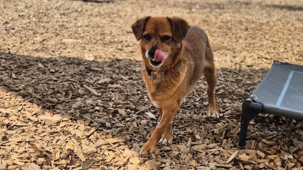 Wenke, female 6yo Mixed Breed for adoption at Tierheim Ransbach-Baumbach