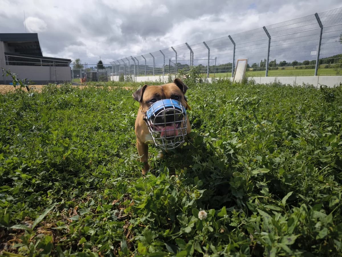 Rock, male 3yo Mixed Breed for adoption at Tierheim Ransbach-Baumbach