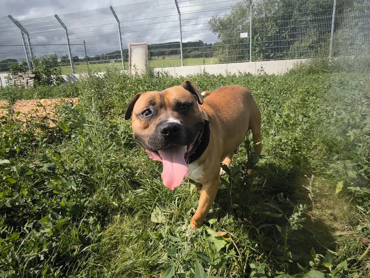 Rock, male 3yo Mixed Breed for adoption at Tierheim Ransbach-Baumbach