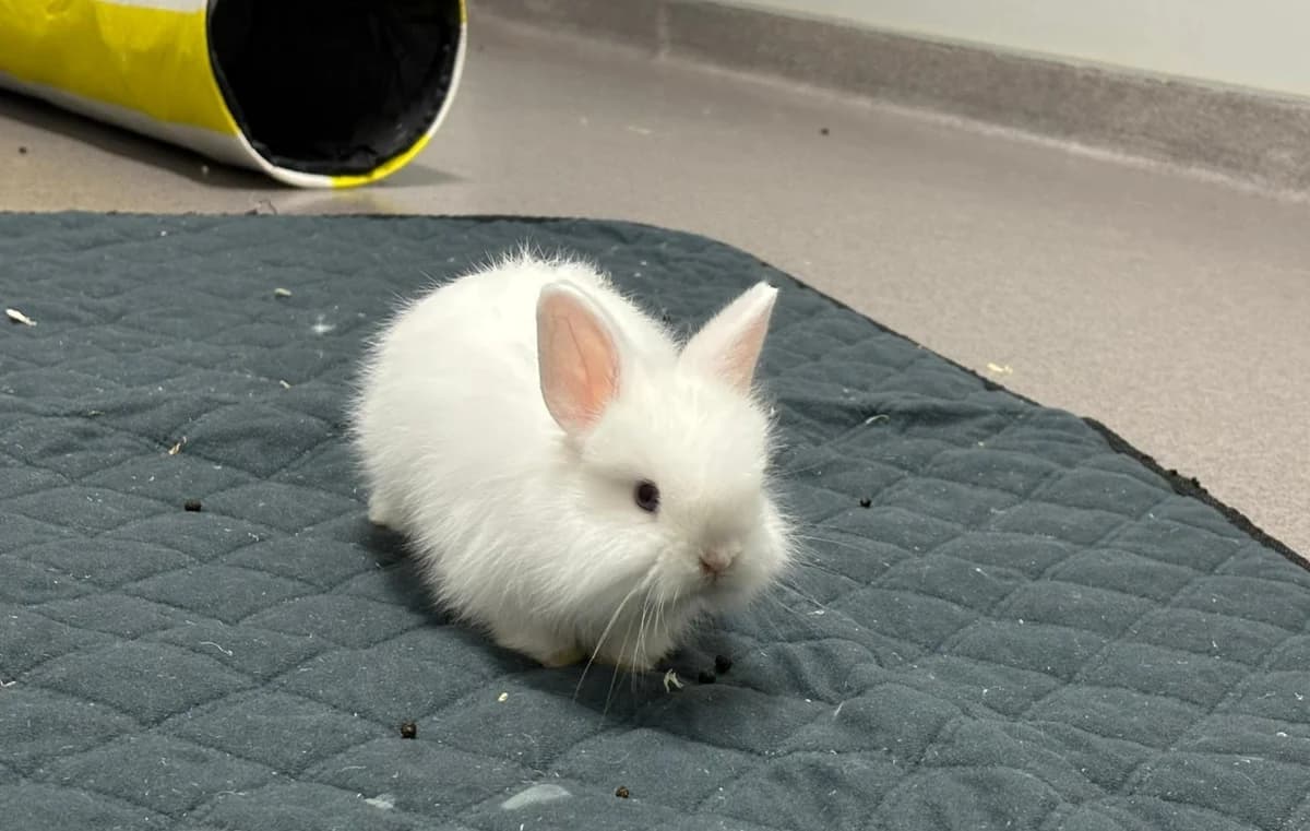 Snow, male mixed breed for adoption at Tierheim Ransbach-Baumbach