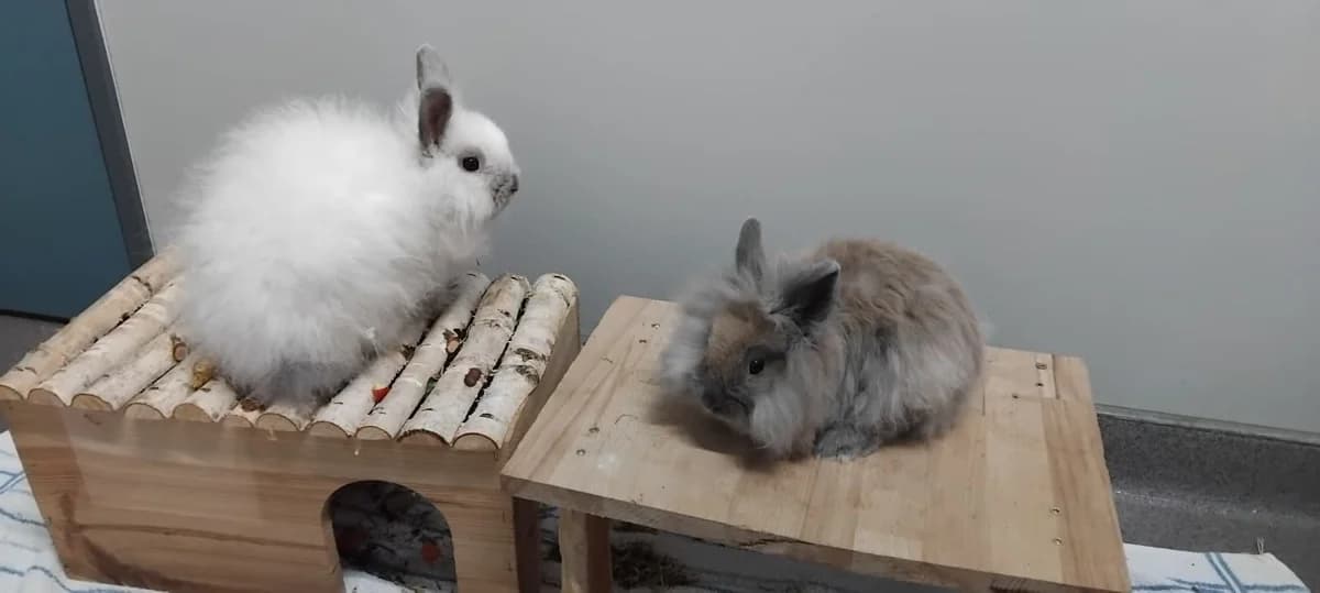 Stupsi, male Mixed Breed for adoption at Tierheim Ransbach-Baumbach