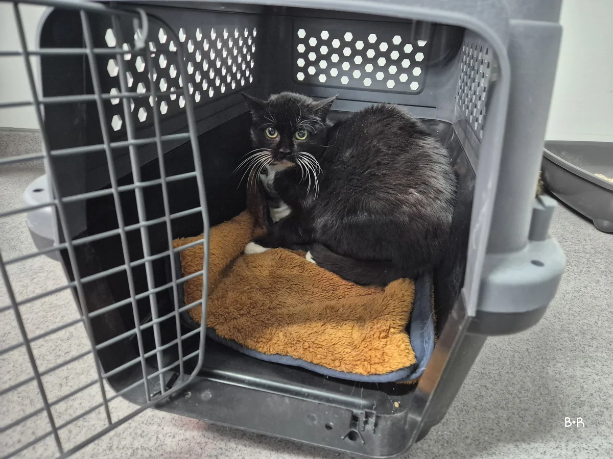 Suna, female 4yo European Shorthair for adoption at Tierheim Ransbach-Baumbach