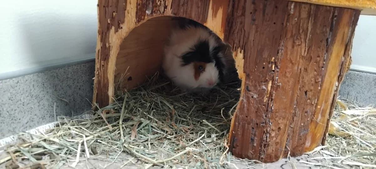 Toffie, female Mixed Breed for adoption at Tierheim Ransbach-Baumbach