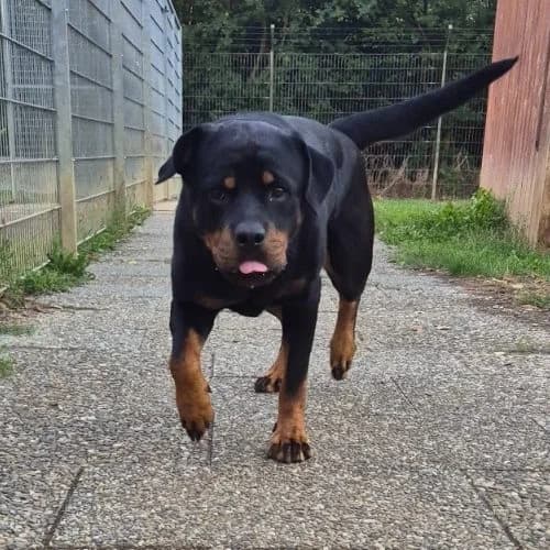 Berta, female Mixed Breed for adoption at Tierheim Rastatt, Rastatt