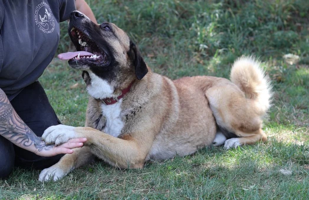 Bodo, male 5yo mixed breed for adoption at Tierheim Rastatt, Rastatt