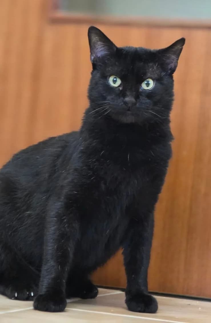 Jiji, male 7yo Mixed Breed for adoption at Tierheim Rastatt, Rastatt