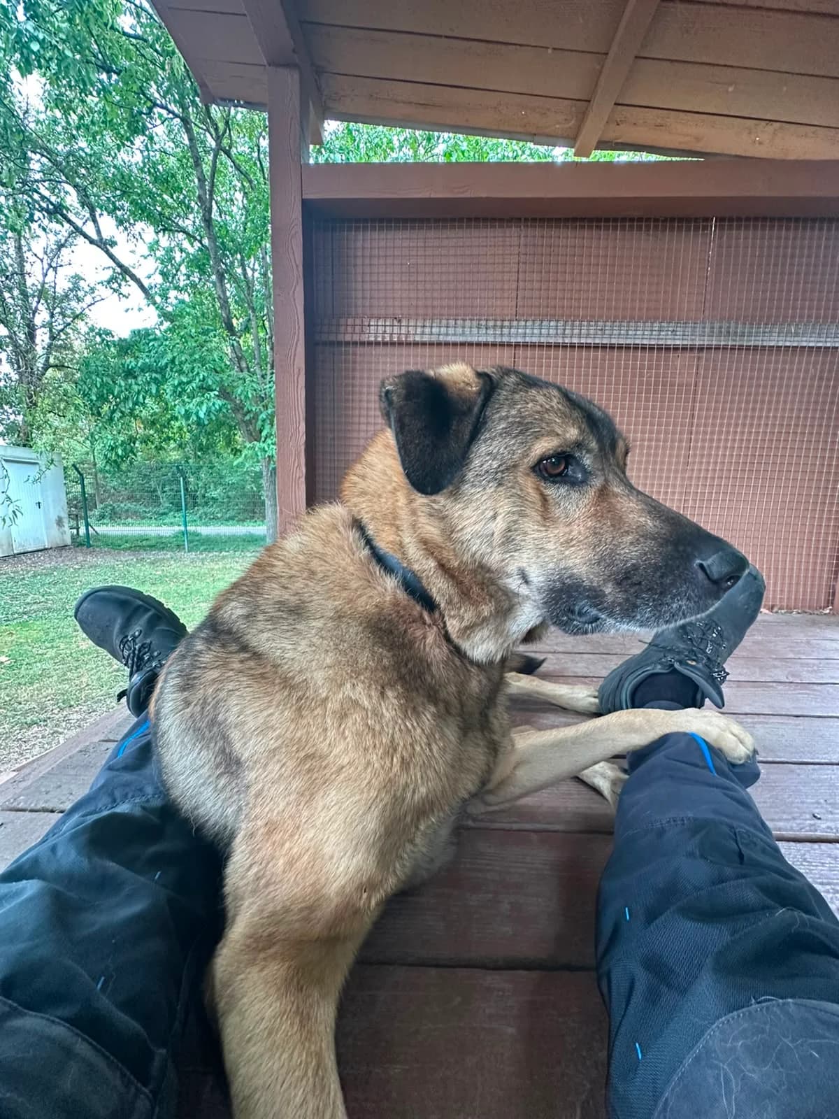 Missi, female 6yo Mixed Breed for adoption at Tierheim Rastatt, Rastatt