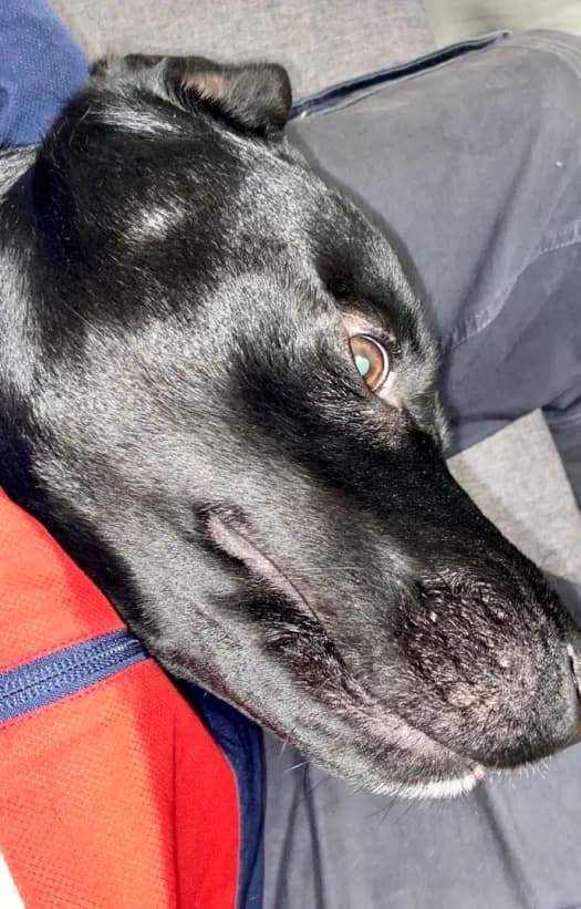 Haze, male 5yo Mixed Breed for adoption at Tierheim Ratingen, Ratingen