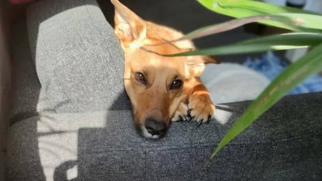 Ikarus, male Mixed Breed for adoption at Tierheim Ratingen, Ratingen
