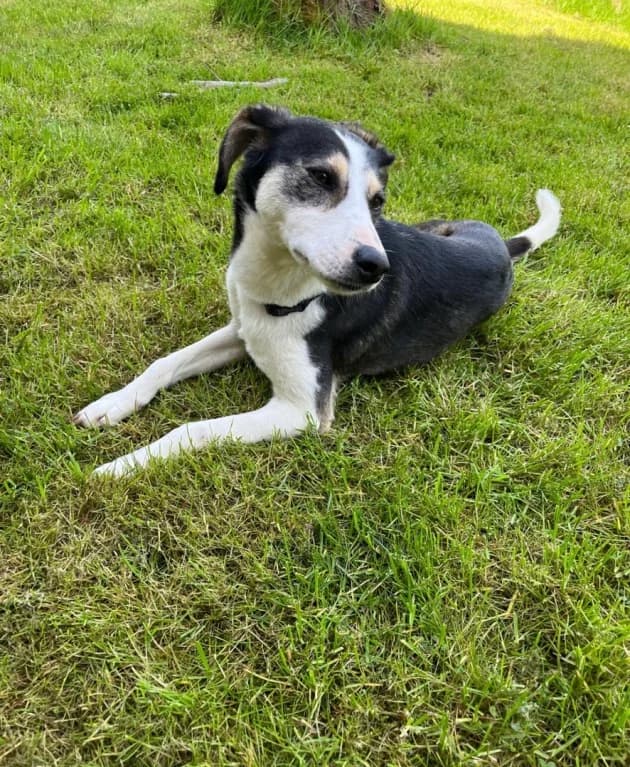Kenya, female Mixed Breed for adoption at Tierheim Ratingen, Ratingen