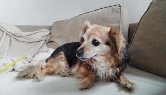 Sissy, female senior Mixed Breed for adoption at Tierheim Ratingen, Ratingen