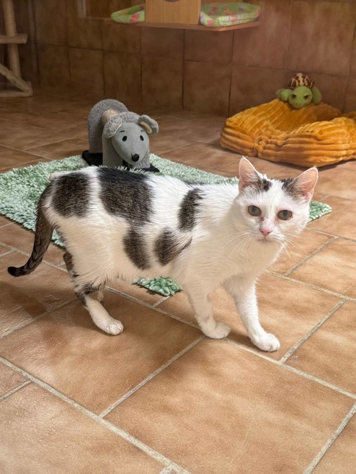 Flori, female senior Mixed Breed for adoption at Tierheim Regen, Regen