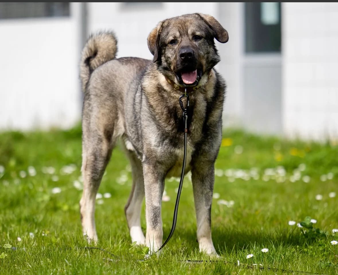 Rübe, male Mixed Breed for adoption at Tierheim Regen, Regen