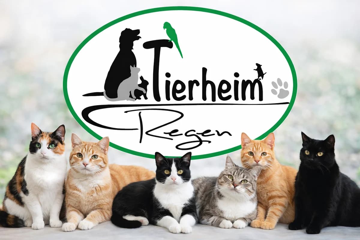 Schutzgebühren, female Mixed Breed for adoption at Tierheim Regen, Regen