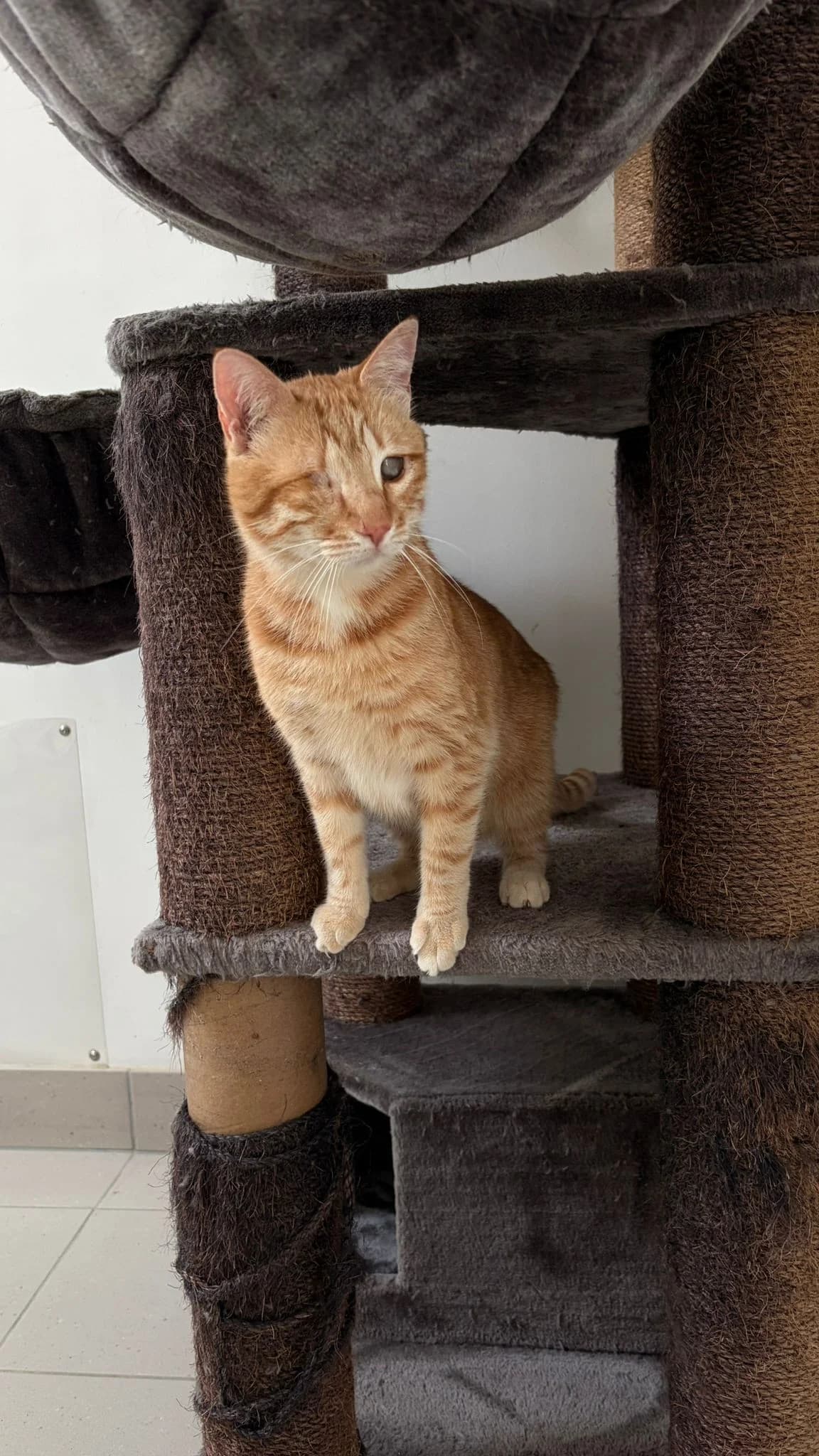 Twisty, male 5yo Mixed Breed for adoption at Tierheim Regen, Regen