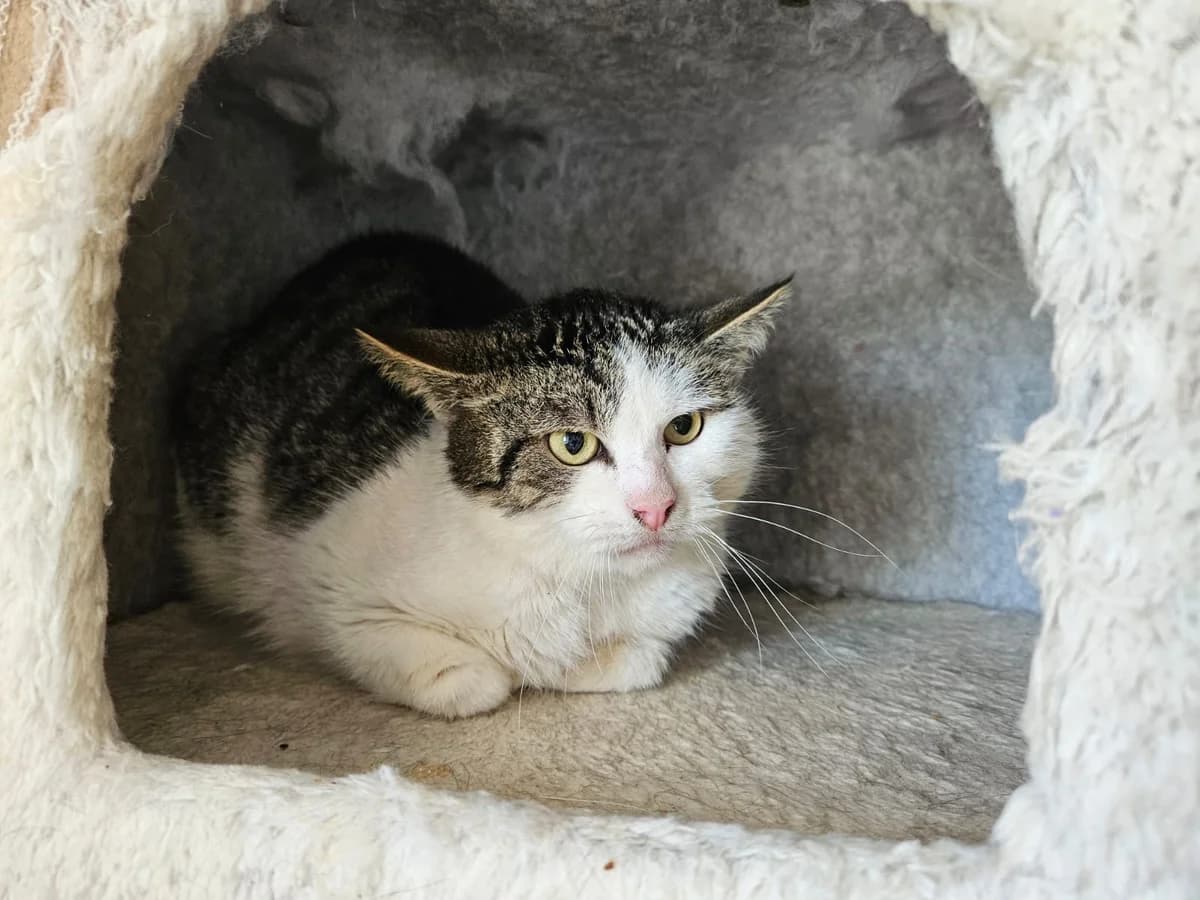 Wilder Kater – Tigger, male 5yo Mixed Breed for adoption at Tierheim Regen, Regen