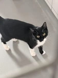 Bina, female 3yo European Shorthair for adoption at Tierheim Regensburg, Regensburg