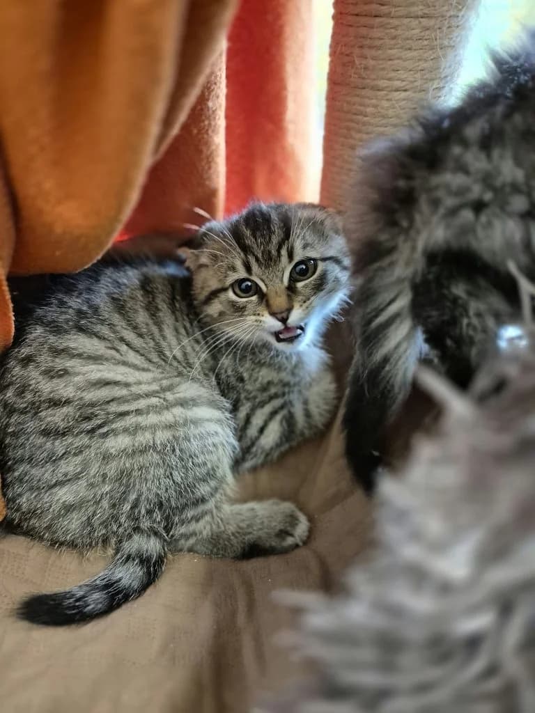 Ponco, Paolo & Pixie, male puppy European Shorthair for adoption at Tierheim Regensburg, Regensburg