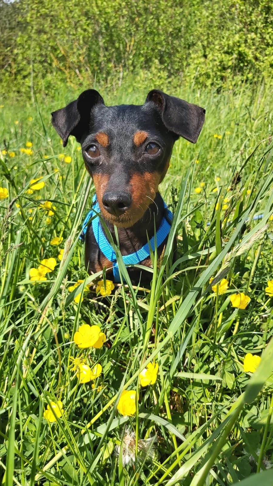 Lulu, female senior mixed breed for adoption at Tierheim Regensburg, Regensburg