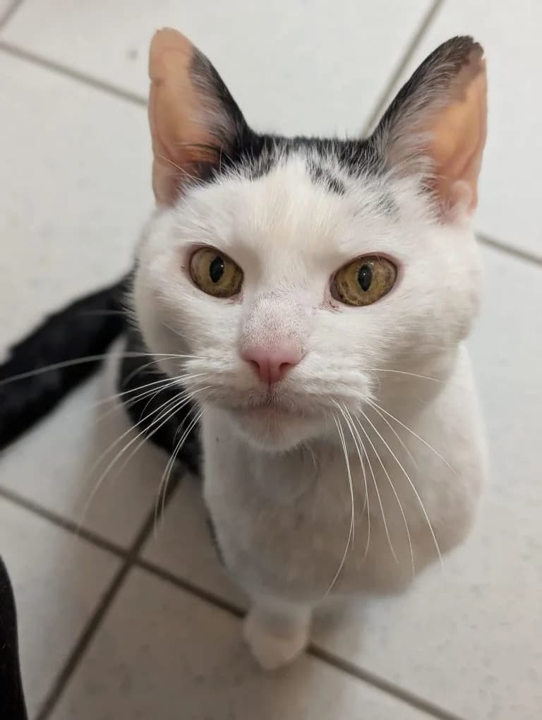 Monte, male senior European Shorthair for adoption at Tierheim Regensburg, Regensburg