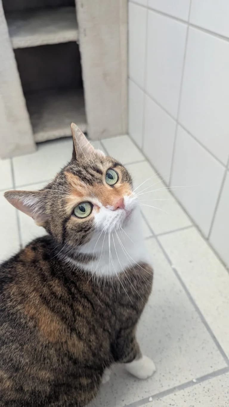 Hanna, female senior European Shorthair for adoption at Tierheim Regensburg, Regensburg