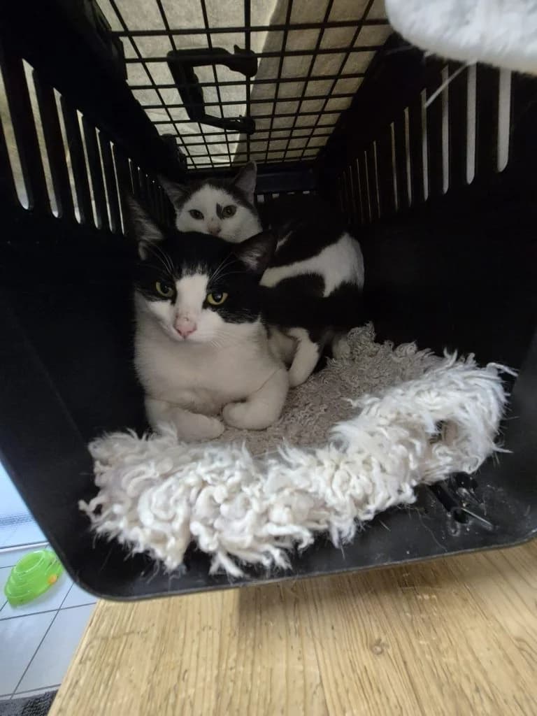 Drops & Merlin, male young European Shorthair for adoption at Tierheim Regensburg, Regensburg