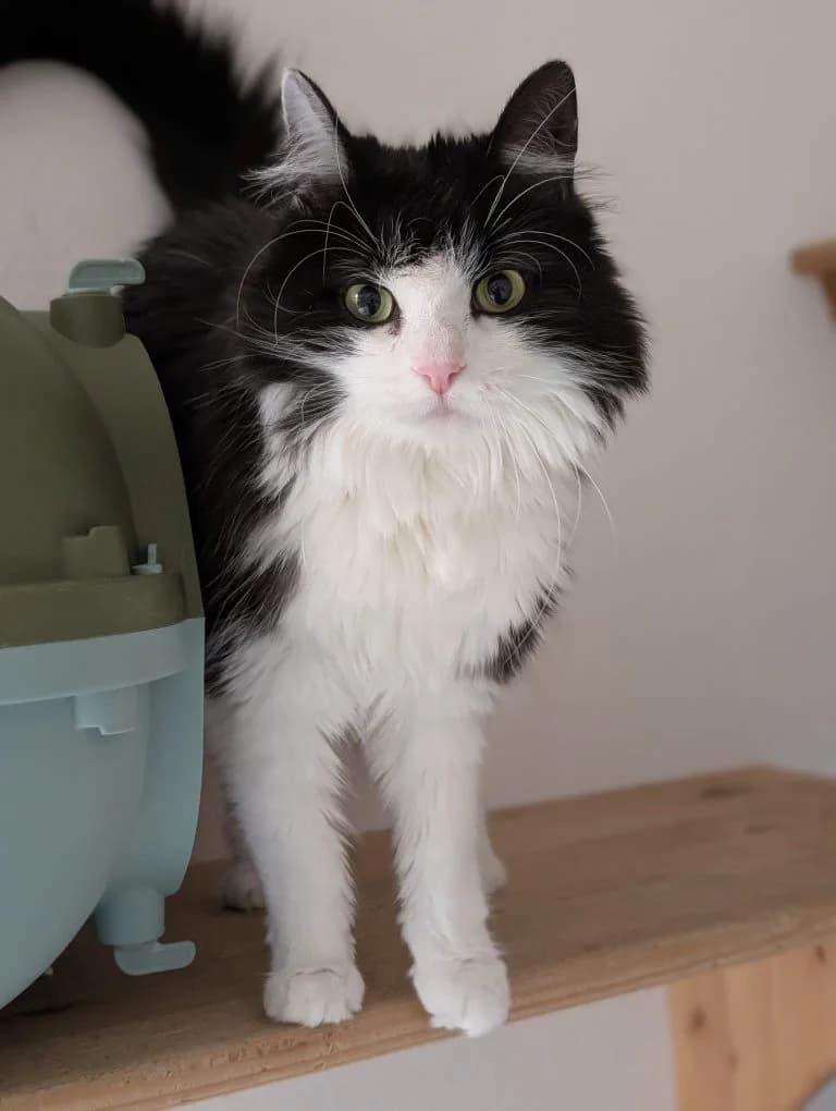 Tituba, female 4yo mixed breed for adoption at Tierheim Regensburg, Regensburg