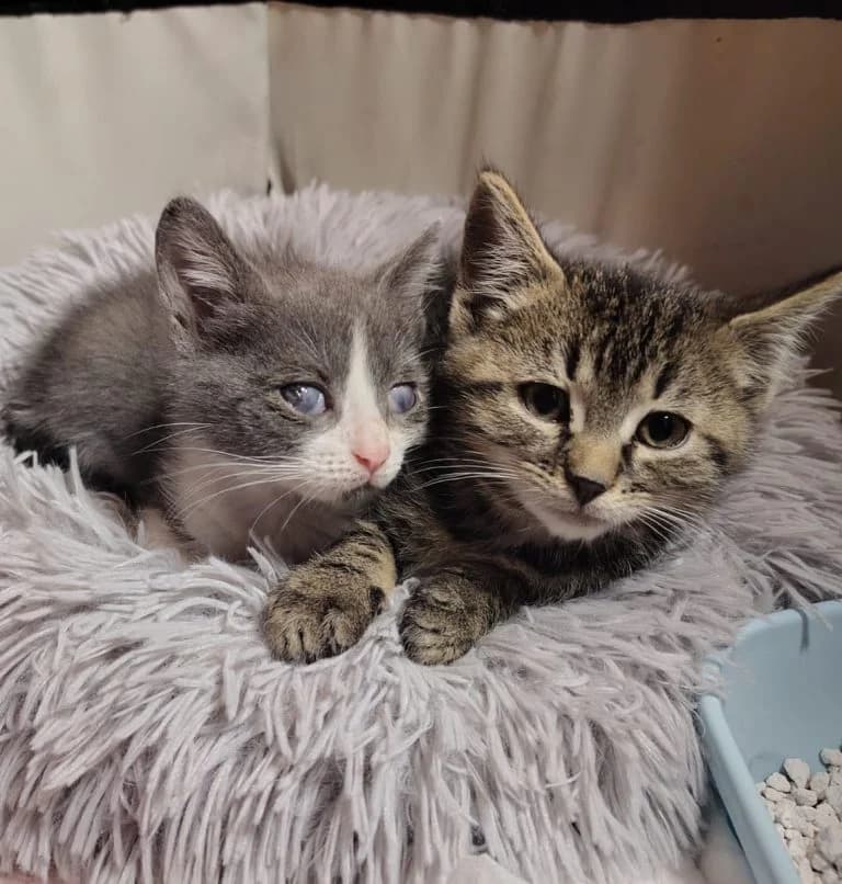 Silvy & Boe, male puppy European Shorthair for adoption at Tierheim Regensburg, Regensburg