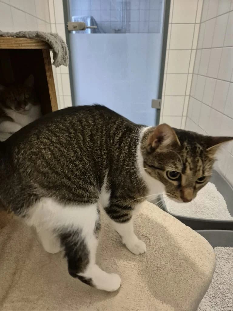 Ross & Rachel, male 3yo European Shorthair for adoption at Tierheim Regensburg, Regensburg