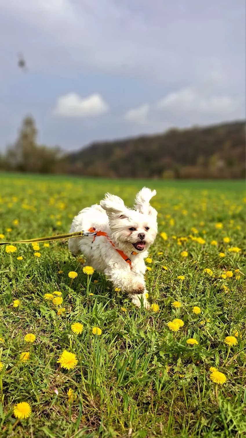 Hazel, female 4yo English Bulldog for adoption at Tierheim Regensburg, Regensburg