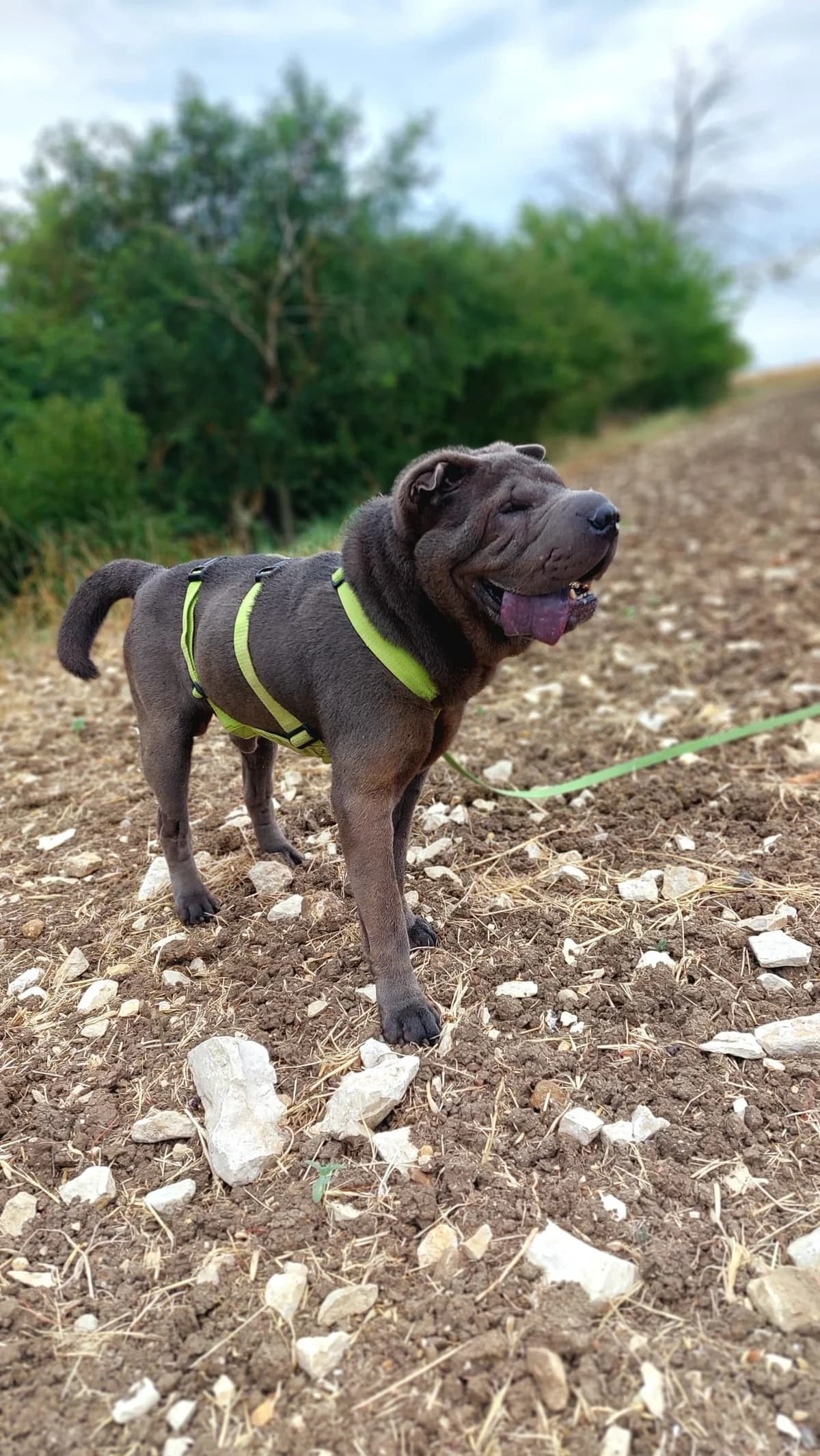 Kathi, female senior English Bulldog for adoption at Tierheim Regensburg, Regensburg