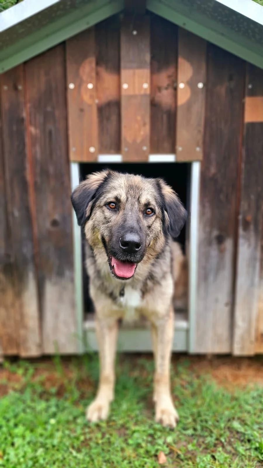 Pablo, male 3yo mixed breed for adoption at Tierheim Regensburg, Regensburg