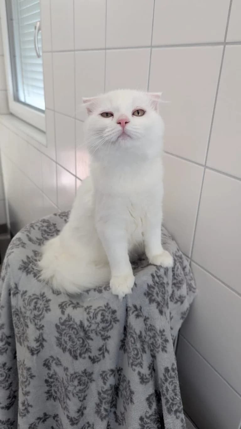 Jessi & Claire, female puppy European Shorthair for adoption at Tierheim Regensburg, Regensburg