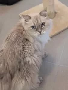 Elmira, female 7yo Scottish Fold for adoption at Tierheim Regensburg, Regensburg