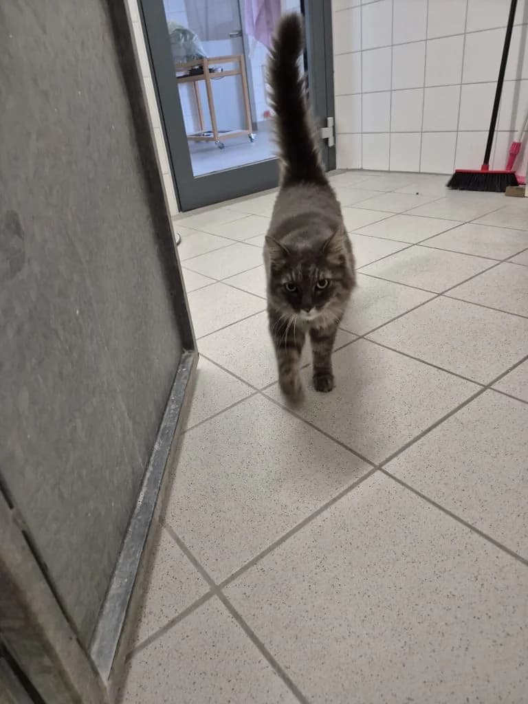Smokey, male senior mixed breed for adoption at Tierheim Regensburg, Regensburg