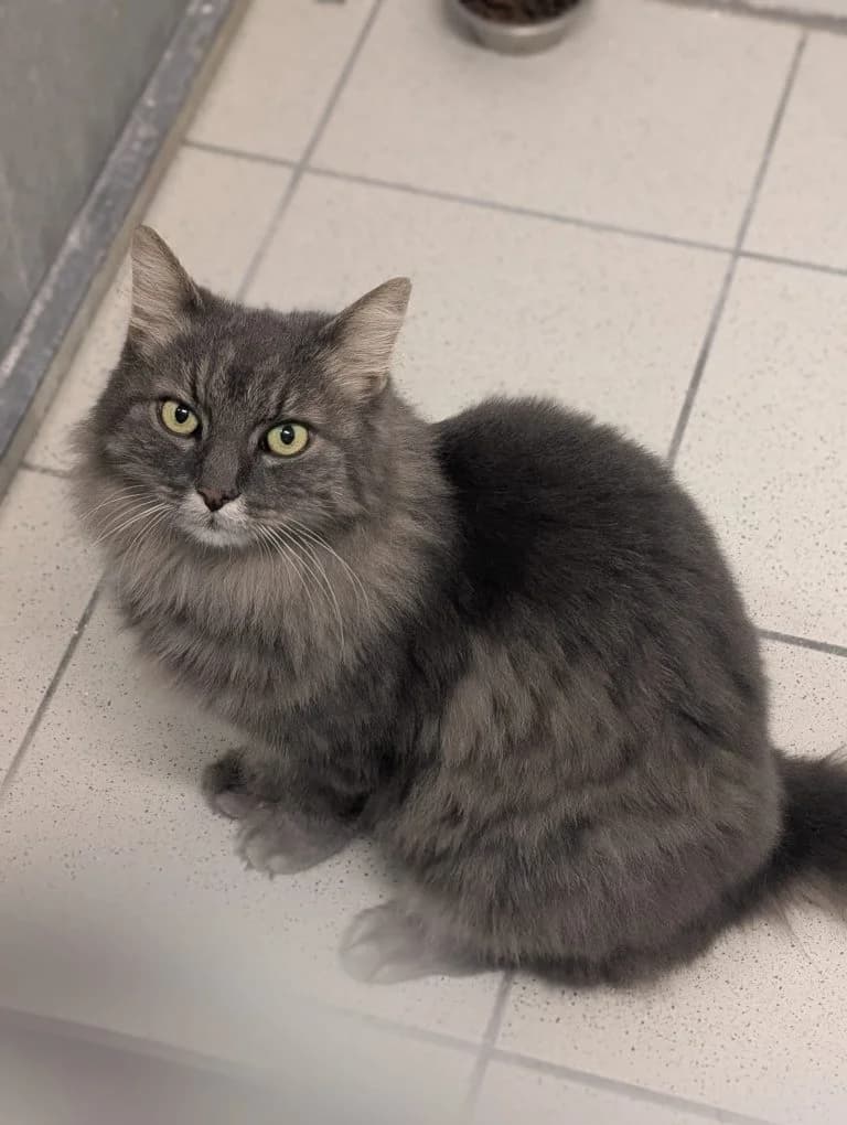 Smokey, male senior mixed breed for adoption at Tierheim Regensburg, Regensburg